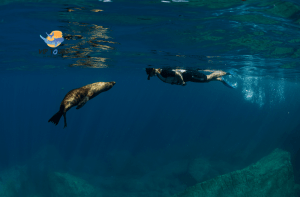 snorkelling la paz vip tours