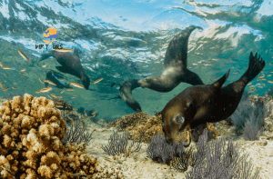 la paz vip tour all island sea lion