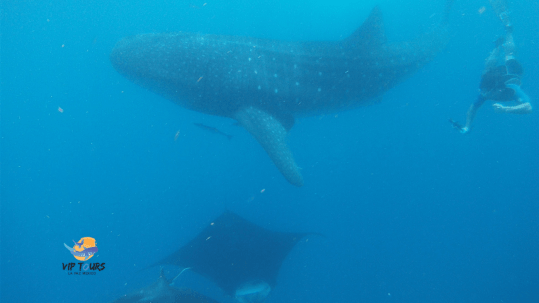 10 facts whale shark and sea lion