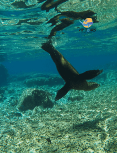 sea lion