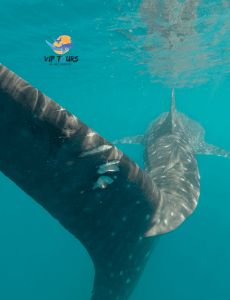 whale shark la paz vip tour