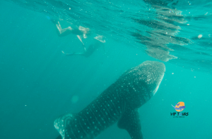 whale shark tour vip la paz