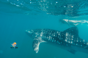 snorkel whale shark