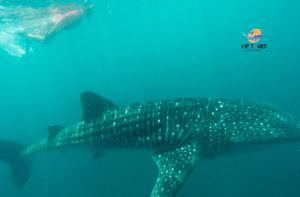 snorkelling mexico whale shark