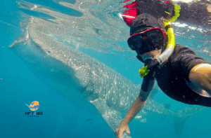 la paz vip tours whale shark