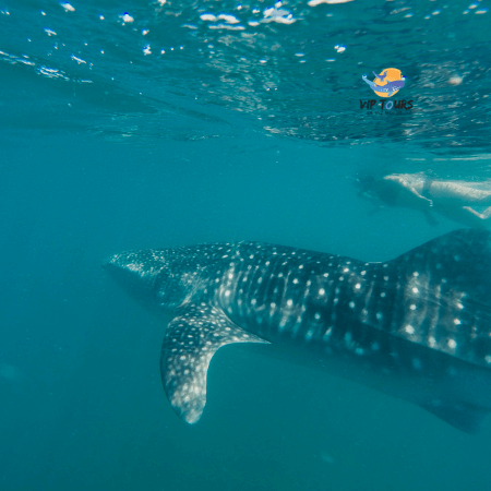 whale galeria 3