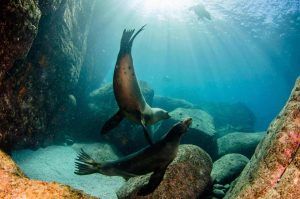 sea lion ocean snorkel la paz vip tours