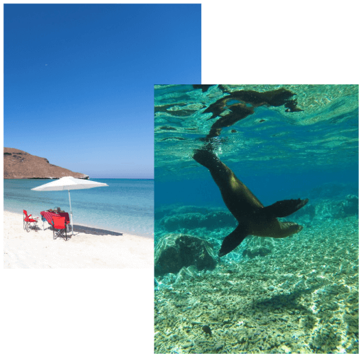 sea cortez la pav vip tours