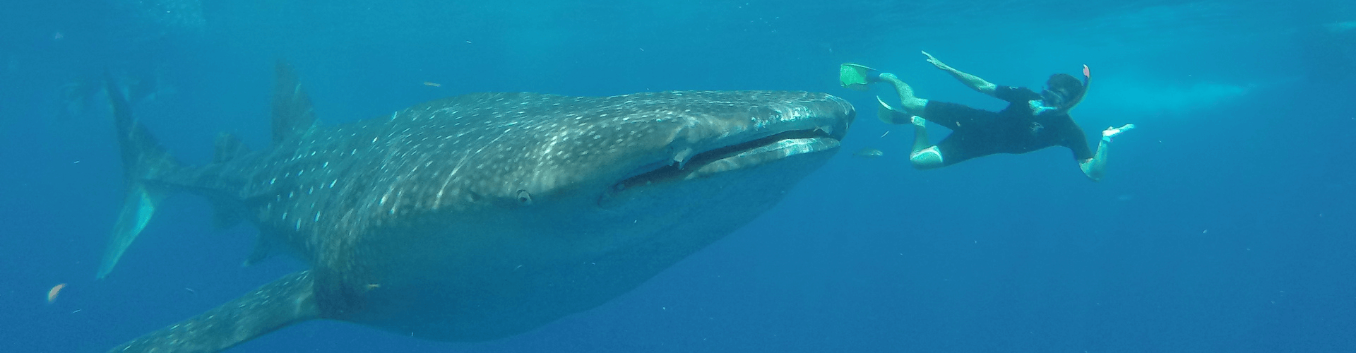 slider 2 footer la paz vip tours